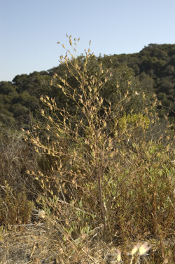 Photo taken at Fort Ord © 2007 Dylan Neubauer. 